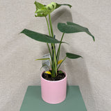 Potted Monstera