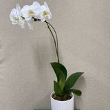 Potted Orchid -White