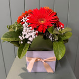 Orange Gerbra Box - Today Fresh Flowers