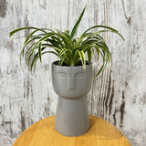 Potted Spider Plant