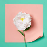 Paper Flower Making Kit
