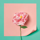 Paper Flower Making Kit