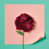 Paper Flower Making Kit